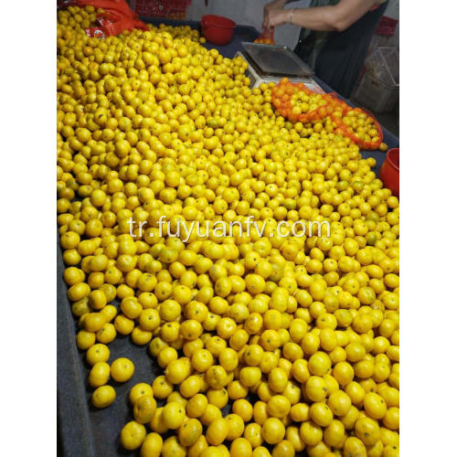 Bebek mandalina portakalları doğrudan fabrikadan alınmıştır.